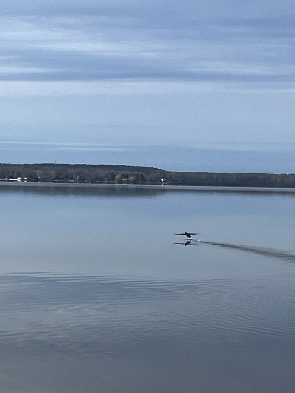 Why I Love Walking with My&nbsp;Beagle