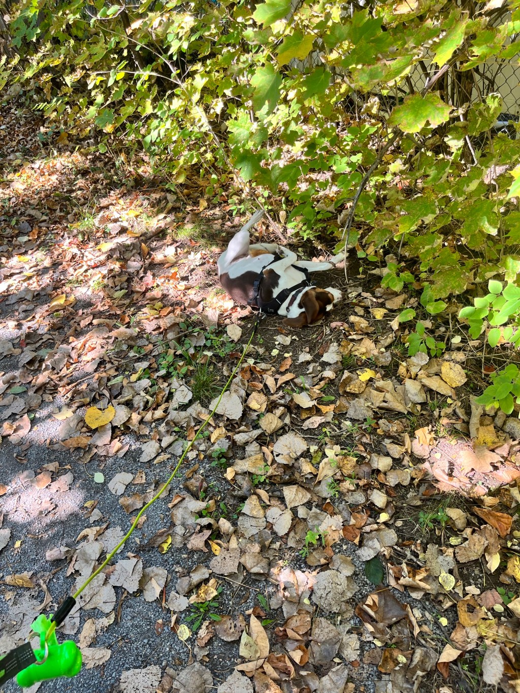 For the love of&nbsp;Beagles