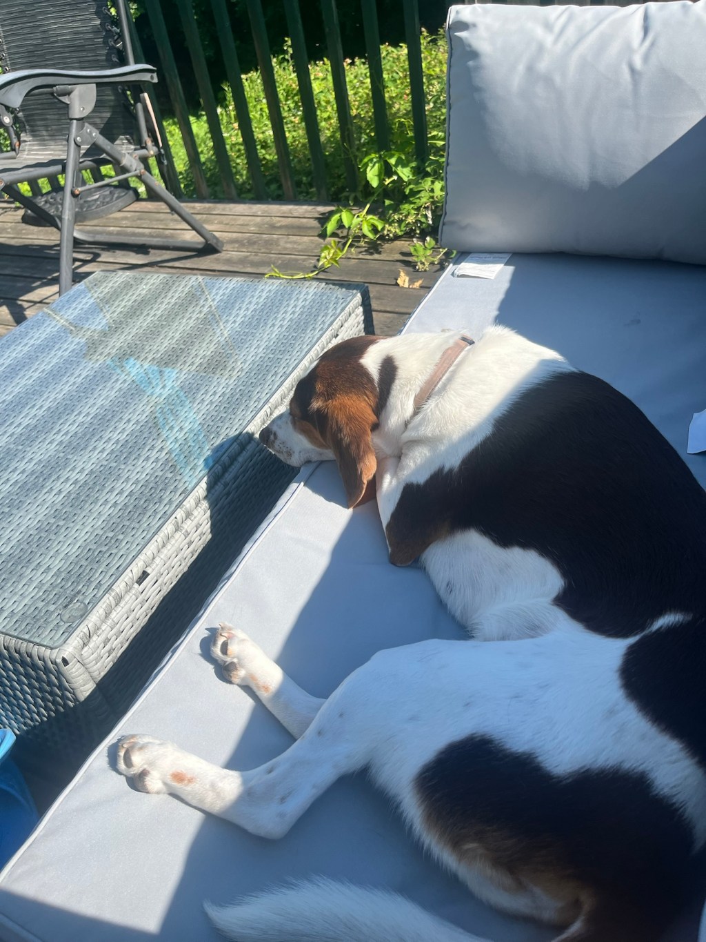 Who Let the Dog Out?